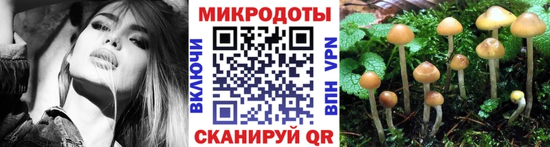 Псилоцибиновые грибы Psilocybine cubensis  как найти   Щучье 